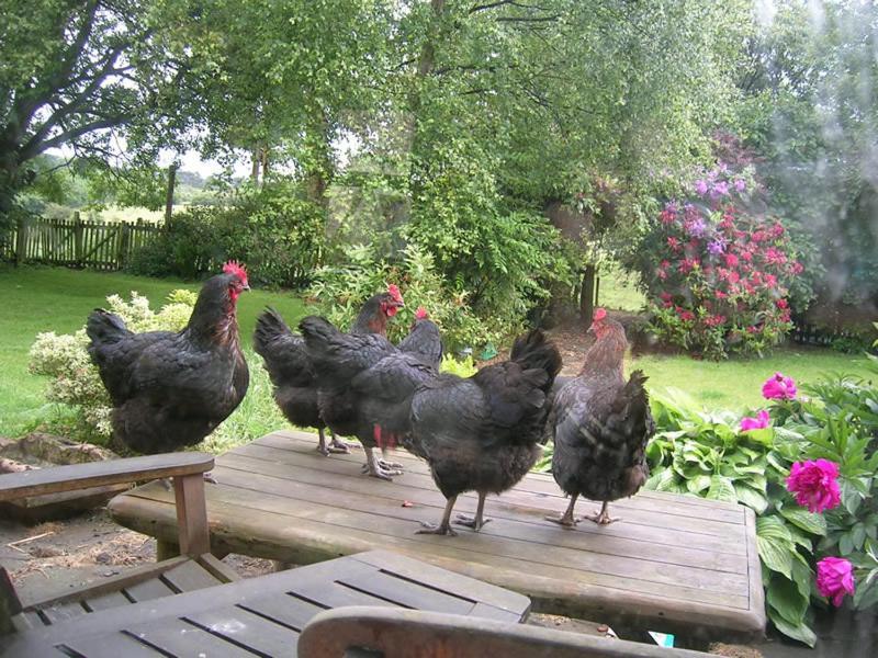 Lismore House Bed and Breakfast Falkirk Esterno foto